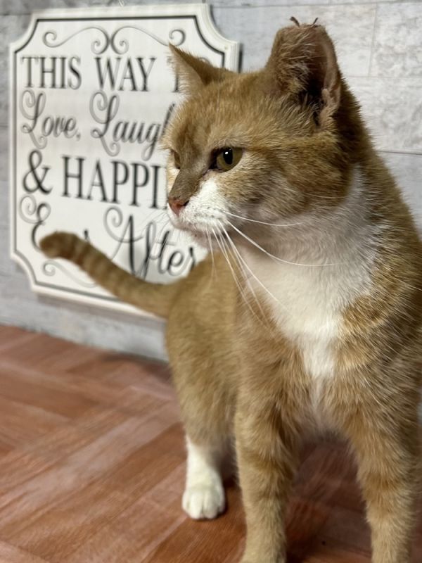 Speedy is a Domestic Short Hair mix cat, available for adoption in Temperance, MI.