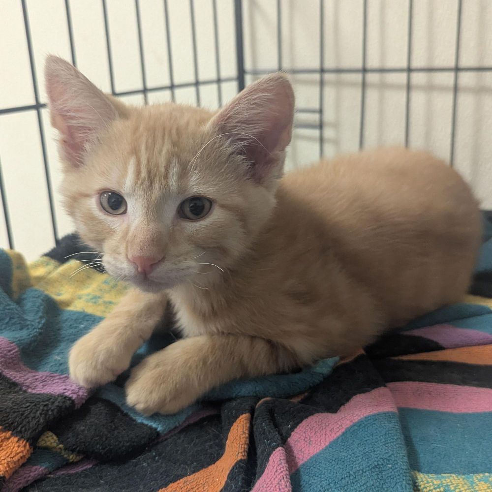 Jerry is a Domestic Short Hair cat, available for adoption in Springfield, IL.