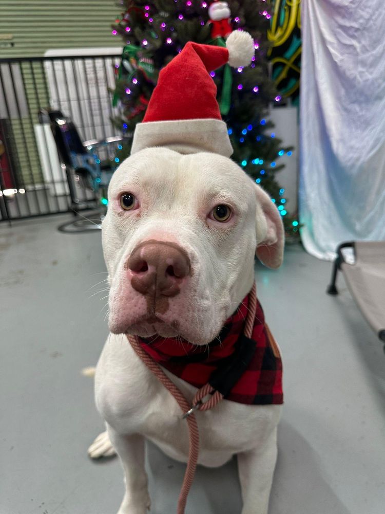 Roxy is a Dogo Argentino and American Bully available for adoption in Hayward, CA.