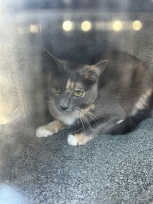 57998413 is a Domestic Short Hair cat, available for adoption in Fort Worth, TX.