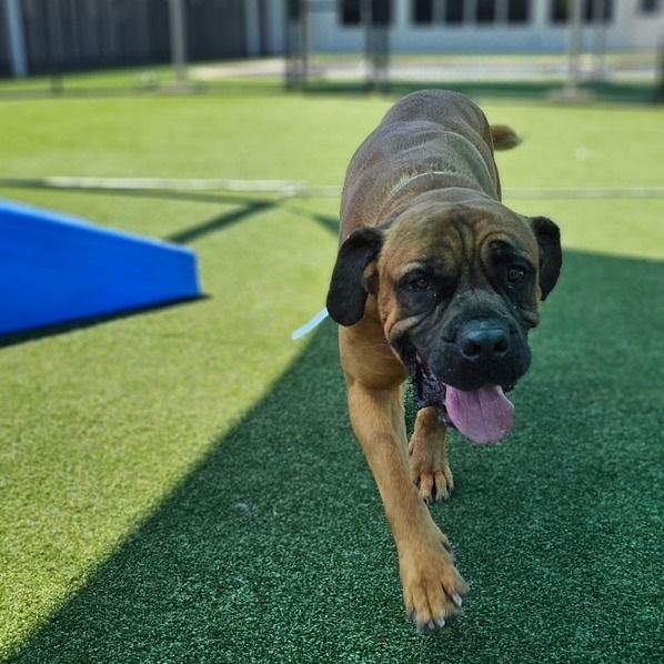 Gus is a Mastiff dog, available for adoption in Spring, TX.