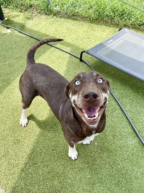 MARIGOLD is a Labrador Retriever and Mixed Breed dog, available for adoption in Pasadena, TX.