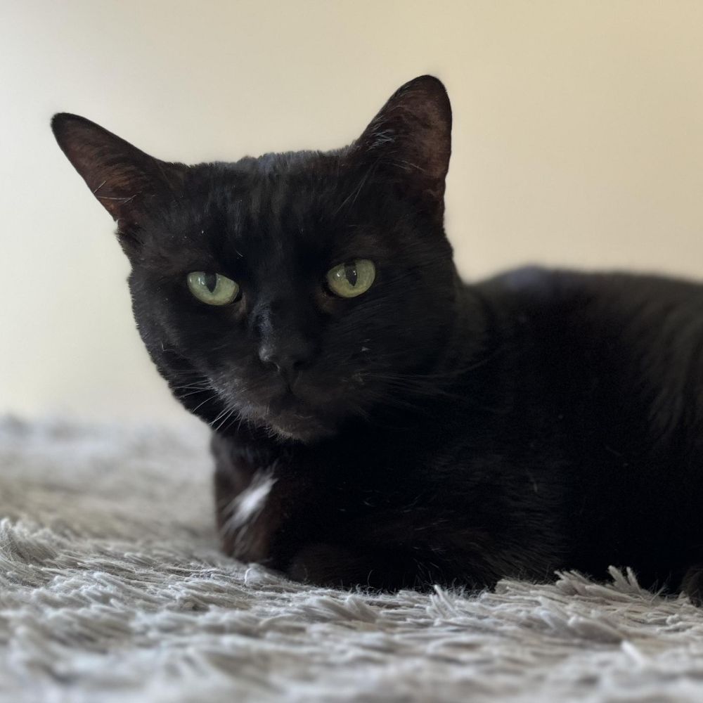 Georgie - Senior Sweetheart is a Domestic Short Hair cat, available for adoption in New York, NY.