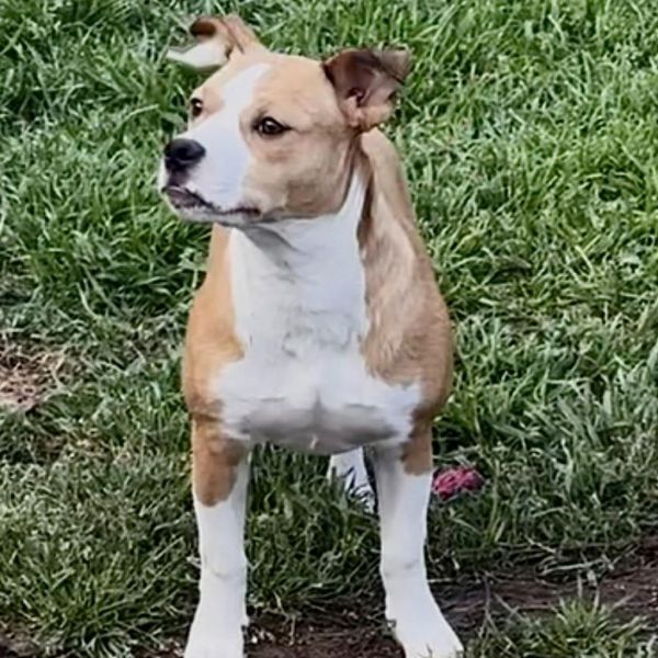 Galveston is a Terrier and English Bulldog available for adoption in Weatherford, TX.