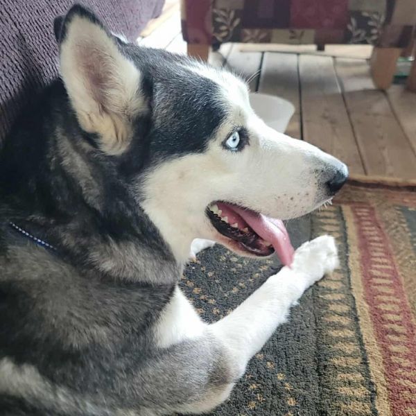 Koda is a Husky dog, available for adoption in Duluth, MN.