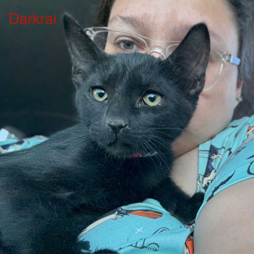 Darkrai is a Domestic Short Hair mix cat, available for adoption in Tracy, CA.