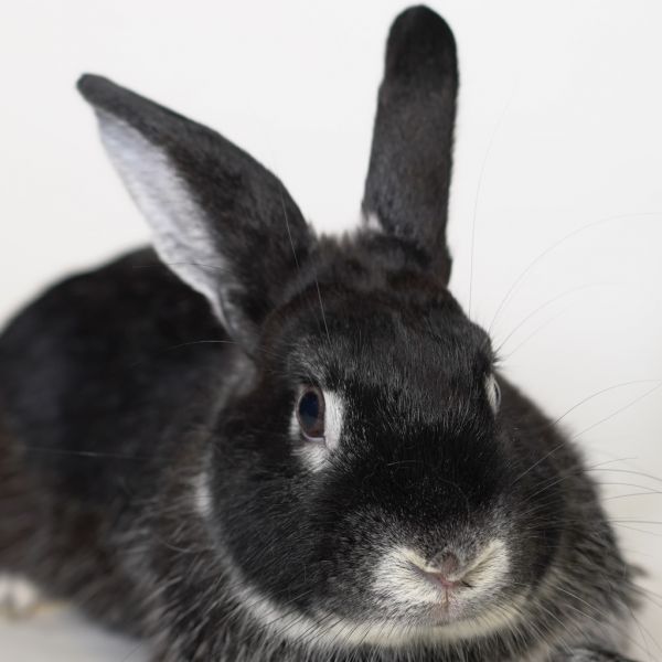 Carmine is a Silver Marten rabbit, available for adoption in San Francisco, CA.