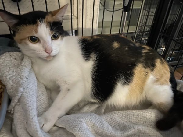 Hazel is a Domestic Short Hair mix cat, available for adoption in Dalton, GA.