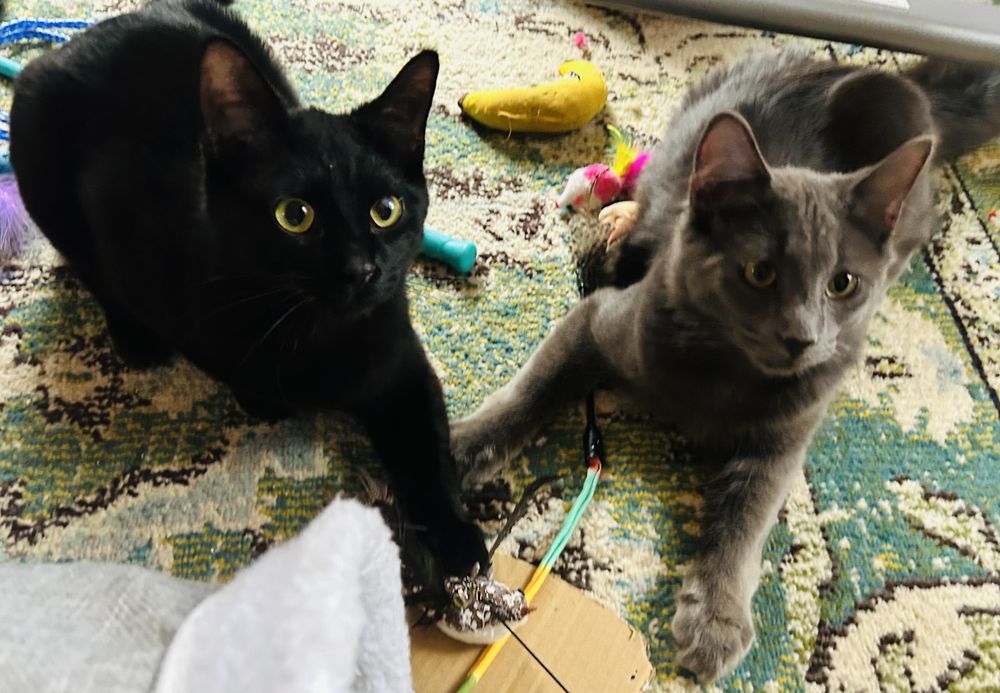 Sampson and Reggie (Bonded pair) is a Domestic Medium Hair cat, available for adoption in Oak Park, MI.