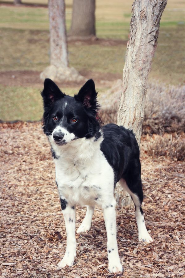 Abbie is a Border Collie mix dog, available for adoption in Twin Falls, ID.
