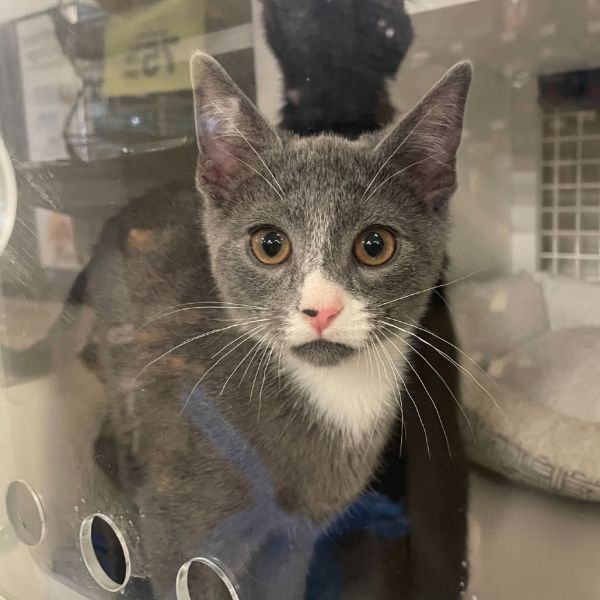Uno is a Domestic Short Hair cat, available for adoption in St. Paul, MN.