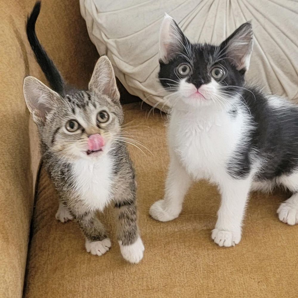 Tillie Adopted 8.23.25 is a Domestic Short Hair cat, available for adoption in Wyandotte, MI.