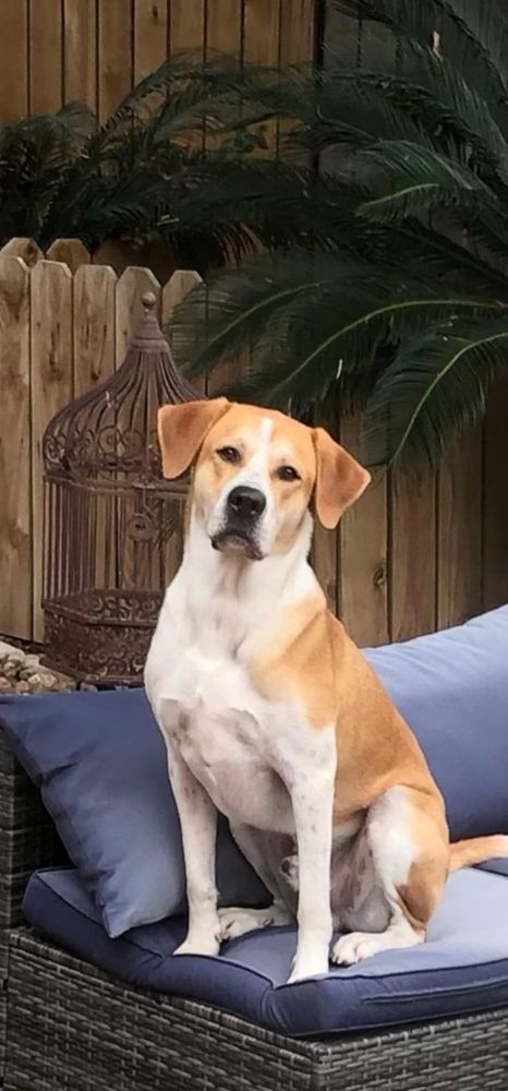 Chase is a Labrador Retriever mix dog, available for adoption in Hermantown, MN.