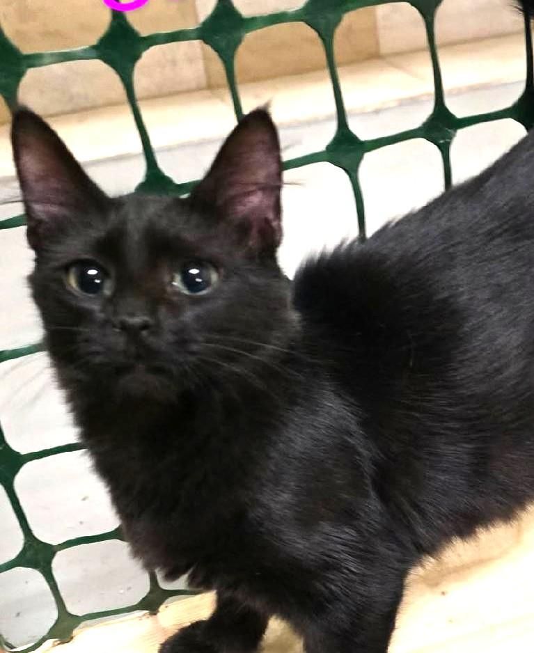Sada is a Domestic Short Hair cat, available for adoption in Las Cruces, NM.