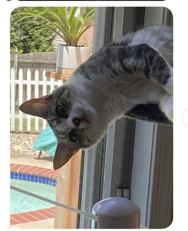 Blue Fairy is a Domestic Short Hair cat, available for adoption in Mount Laurel, NJ.