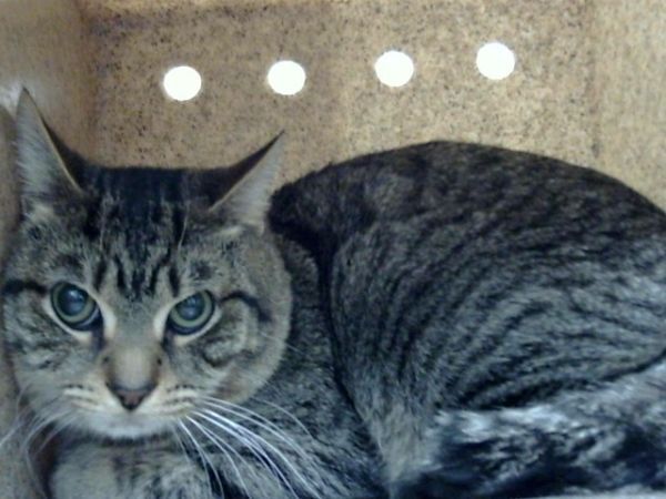 JAMMIE is a Domestic Short Hair cat, available for adoption in Albuquerque, NM.