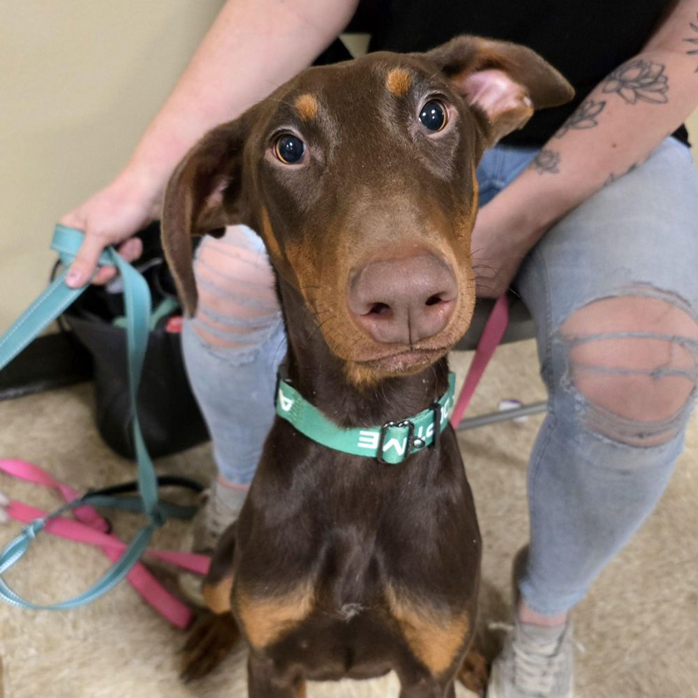 Brownie is a Doberman Pinscher dog, available for adoption in Cedar Rapids, IA.