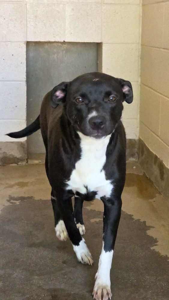 Taz is a Pit Bull Terrier mix dog, available for adoption in Sierra Vista, AZ.