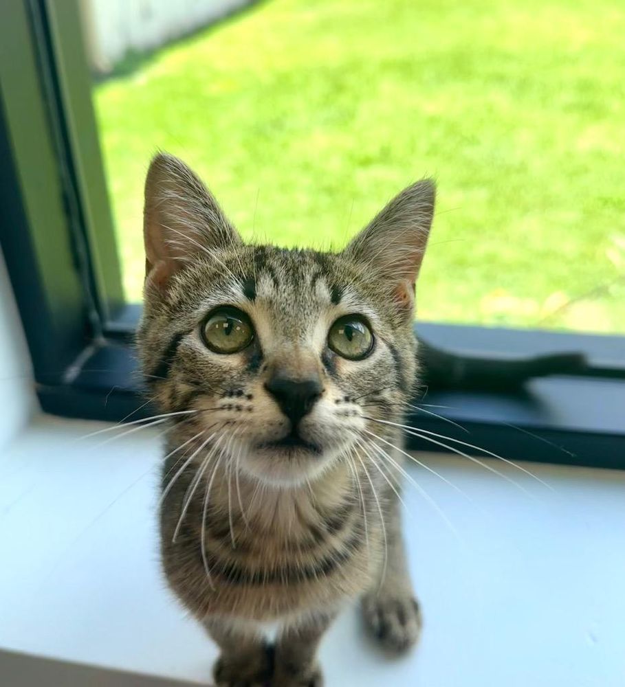 Beans is a Domestic Short Hair mix cat, available for adoption in New Orleans, LA.