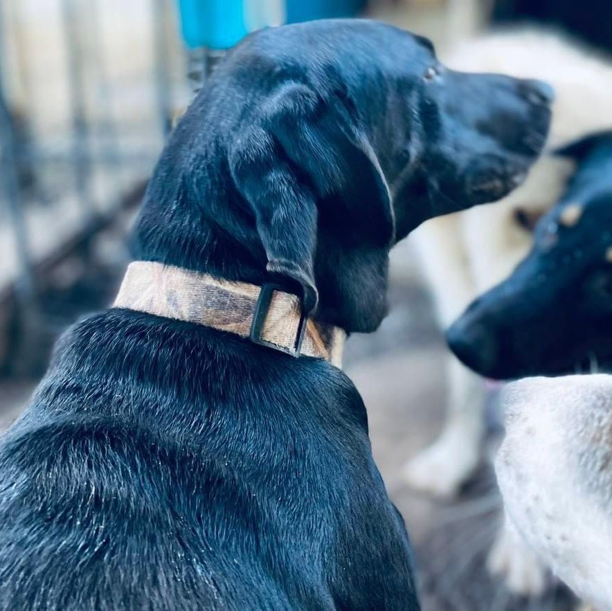 Jack Black PC is a Weimaraner and Labrador Retriever dog, available for adoption in Goliad, TX.