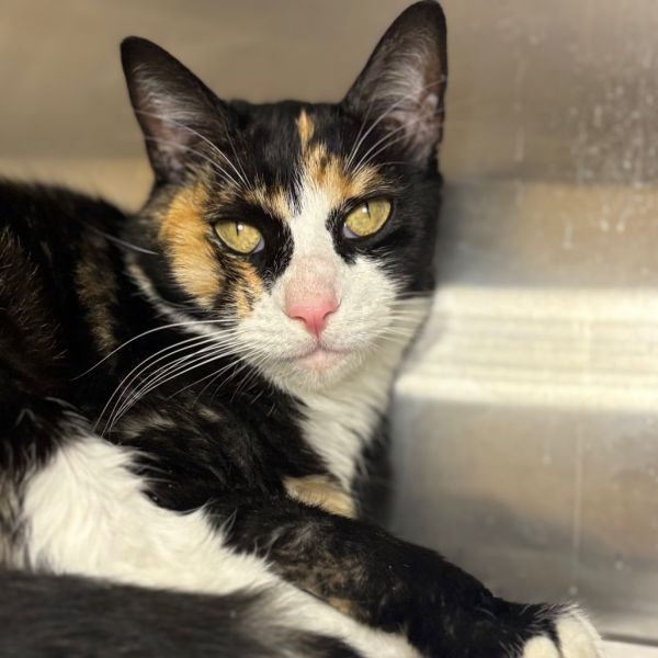 Diva is a Domestic Short Hair cat, available for adoption in Council Bluffs, IA.