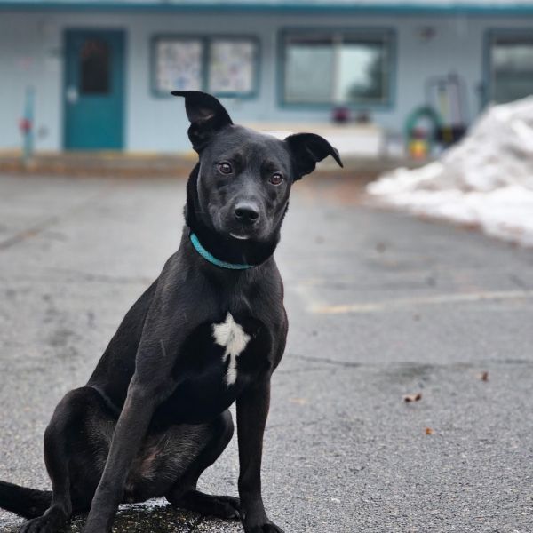 Zoey is a Mixed Breed dog, available for adoption in Mount Shasta, CA.