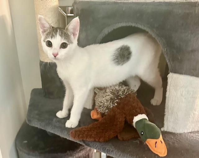 Sasha is a Tabby cat, available for adoption in Los Angeles, CA.