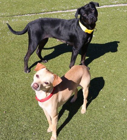 Moolah Athens is a Black Labrador Retriever and Boxer dog, available for adoption in Rockaway, NJ.