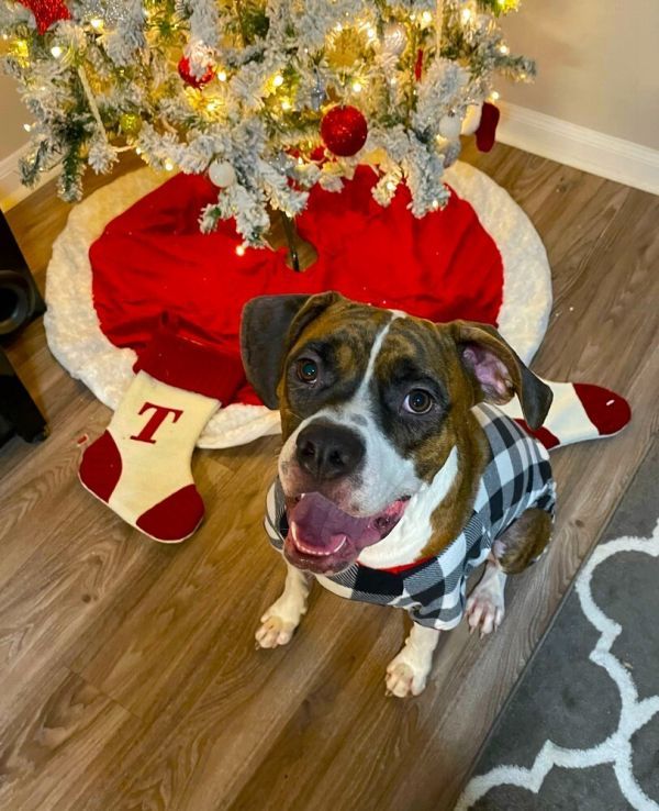 Rosco IV is a Boxer dog, available for adoption in Hewitt, TX.