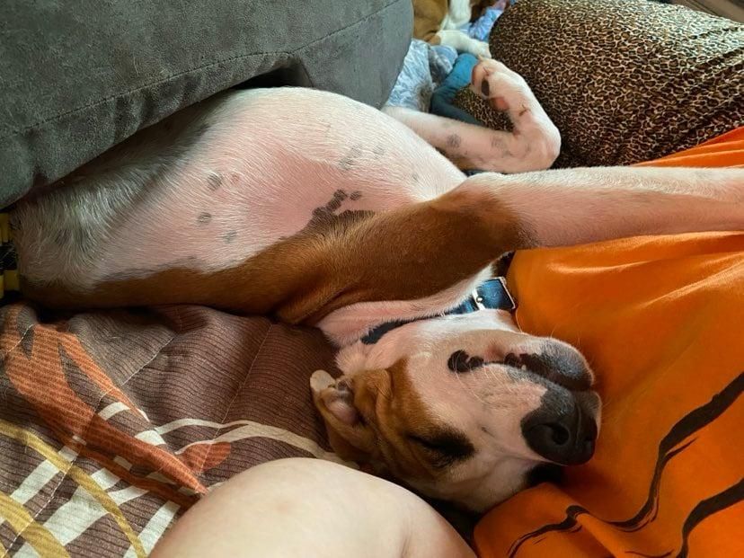 Rebel Yell is a Hound mix dog, available for adoption in Valdosta, GA.