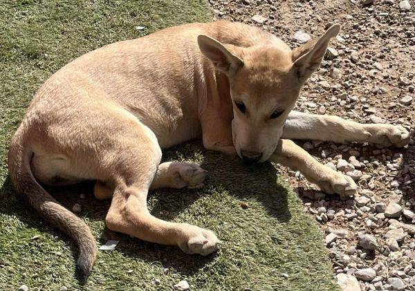 Cleo (Cotta P4) is a Labrador Retriever and Mixed Breed dog, available for adoption in Pahrump, NV.