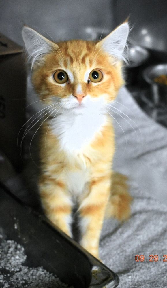 R260334/ Nemo is a Domestic Medium Hair cat, available for adoption in San Jacinto, CA.