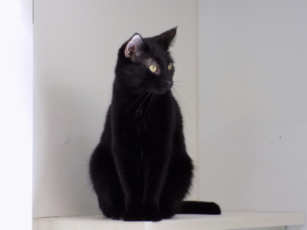 Comet is a Domestic Short Hair cat, available for adoption in Savanna, IL.