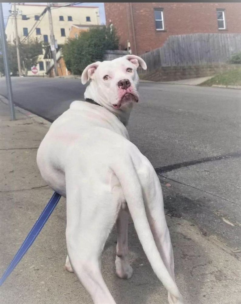 Rohan**SPECIAL NEEDS SWEETHEART! is a American Bulldog mix available for adoption in Pittsburgh, PA.