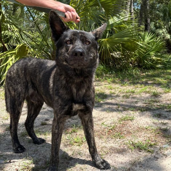 Bruce Wayne is a Shepherd and Mixed Breed dog, available for adoption in Bronson, FL.