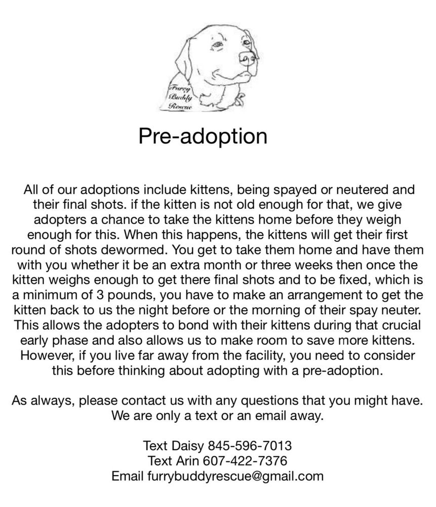 True heart bear is a Tuxedo and Tabby cat, available for adoption in Newark valley, NY.