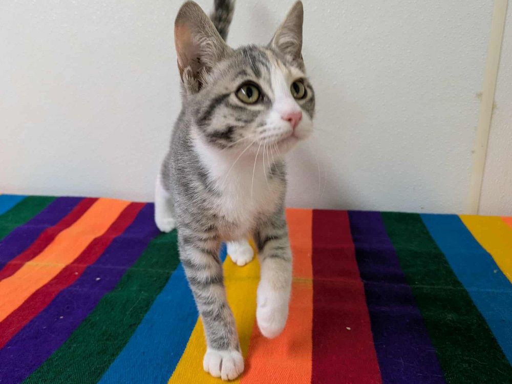 Dragonfly is a Domestic Short Hair and Torbie cat, available for adoption in Republic, WA.