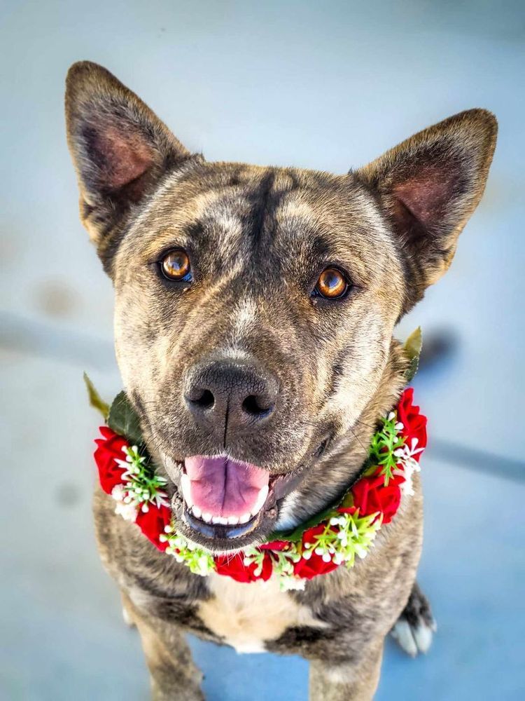 Shayla is a Shepherd dog, available for adoption in Temecula, CA.