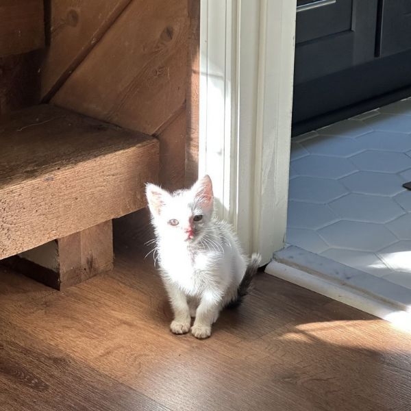 Scout is a Domestic Short Hair cat, available for adoption in Atlanta, GA.