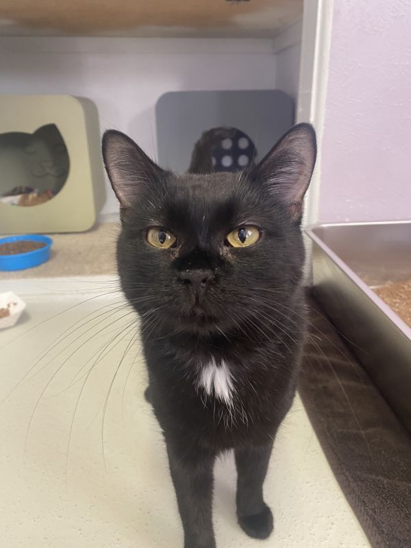 Baby is a Domestic Short Hair mix cat, available for adoption in Lakewood, CO.