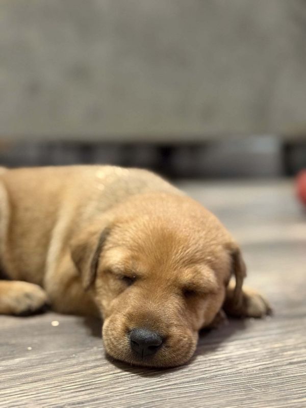 Laverne is a Labrador Retriever and Bullmastiff dog, available for adoption in Tucson, AZ.