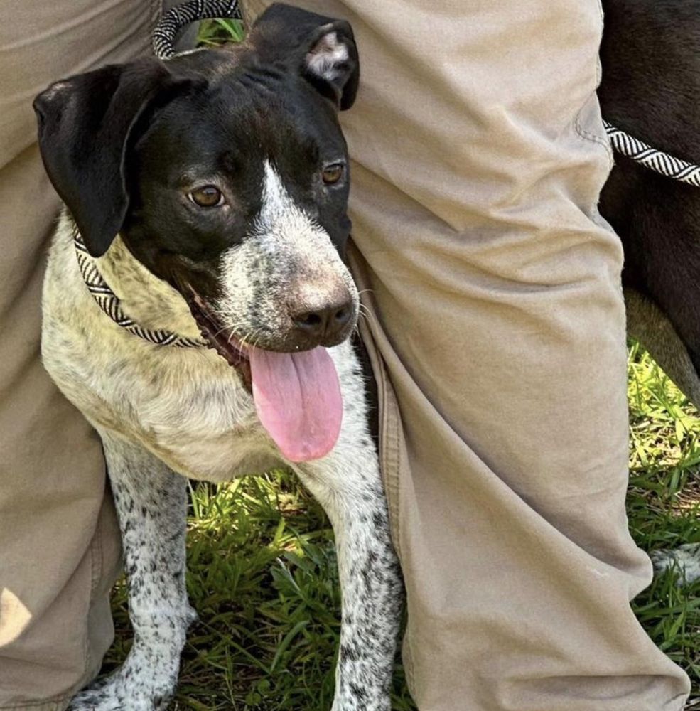 Margaret is a Pointer and Labrador Retriever dog, available for adoption in Grand Bay, AL.
