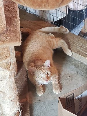 Barn Kitties - no fee! is a Domestic Short Hair cat, available for adoption in Monterey, VA.