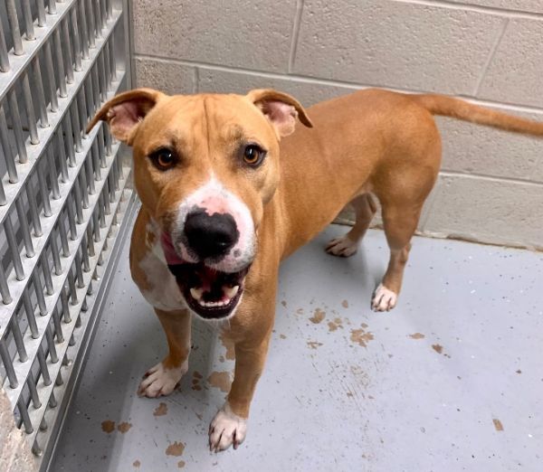 Lobo is a Pit Bull Terrier and American Staffordshire Terrier mix dog, available for adoption in Bethel Park, PA.