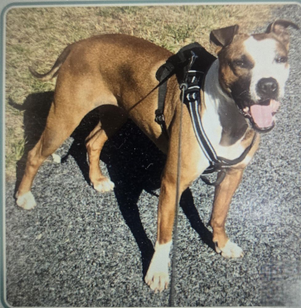 Ellie is a Pit Bull Terrier and American Staffordshire Terrier dog, available for adoption in Arnold, MD.