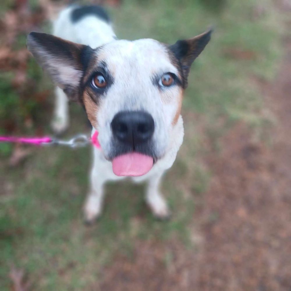 Edith (Little) is a Cattle Dog and Mixed Breed available for adoption in Fargo, ND.
