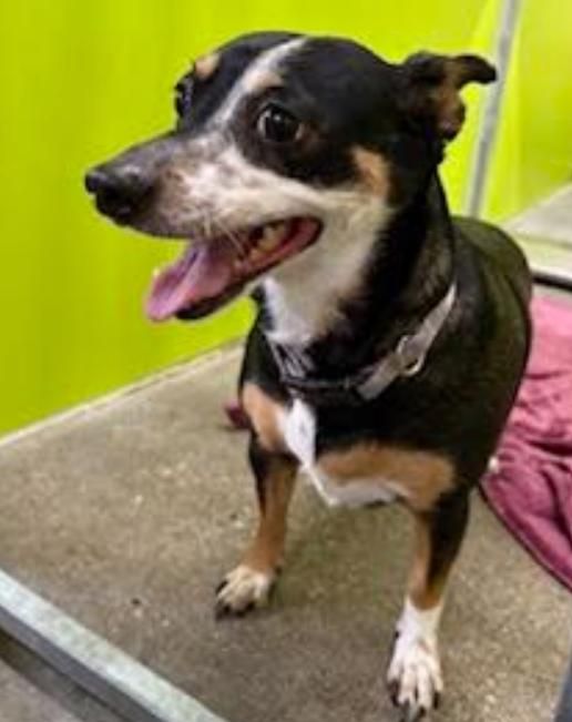 Bella is a Mixed Breed dog, available for adoption in Westfield, NY.