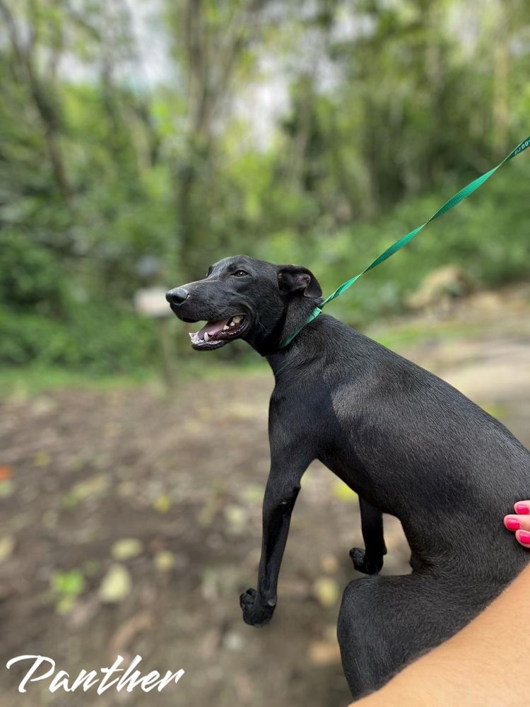 Panther is a Labrador Retriever and Black Labrador Retriever dog, available for adoption in Hammonton, NJ.