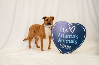 Snowbird (in foster) is a Mixed Breed dog, available for adoption in Atlanta, GA.