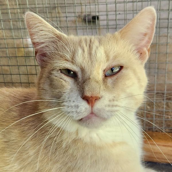 Casper is a Domestic Short Hair cat, available for adoption in Brighton, MO.